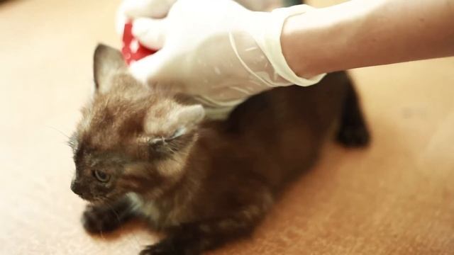 "Барьер" от блох и клещей смотреть онлайн