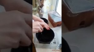 Как вырастить сосну Бонсай из семечки