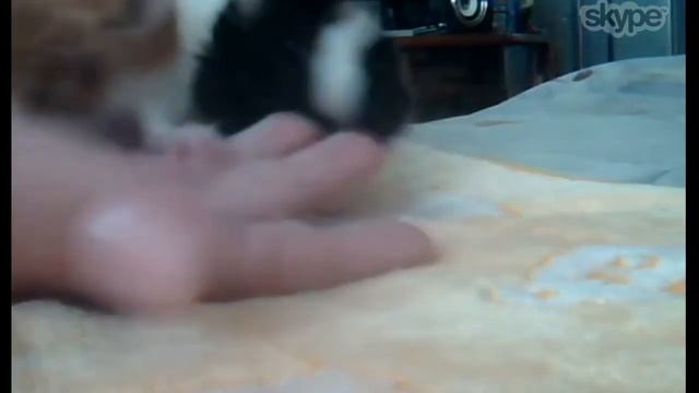 Морские свинки