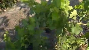 Потенциал винограда Каталония впечатляет