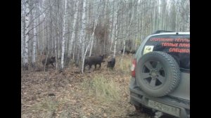 Любим мы кабанье мясо в карбонате, обожаем кабанов в окороках.
