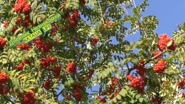 Рябина красота и здоровье в одном растении 1часть