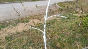 Формировка кроны у нектарина