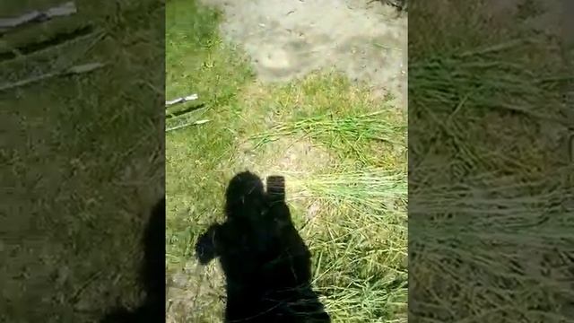 Как сушить сено? смотреть онлайн