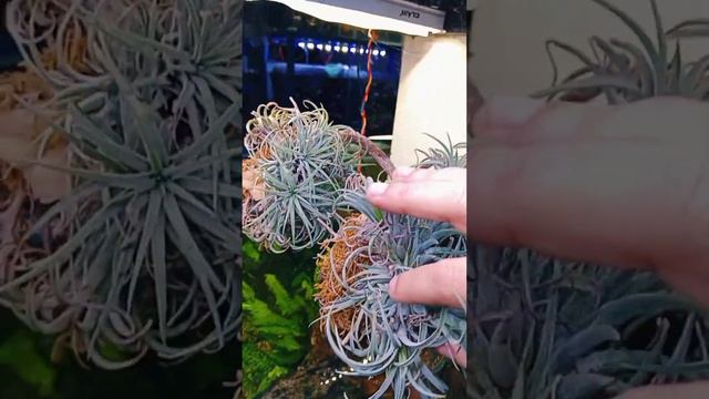 Tillandsia Ionantha Red Blooming Size (Air Plant)#shortvideo #plants #graden #lifetolive