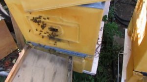 облет маток в августе - сентябре , как сохранить для облета маток, трутня в нужных семьях пчел