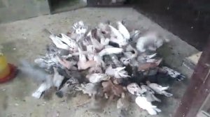 Продаются мраморные голуби в Будёновске.