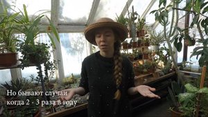 Всё про линьку взрослых литопсов, живых камней. Самое информативное видео.