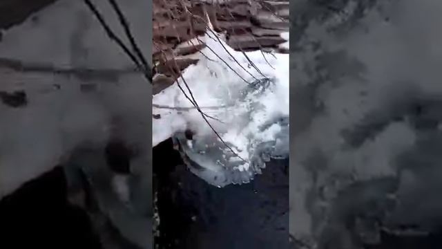 В холодной воде,стоит стайкой и почти неактивна.