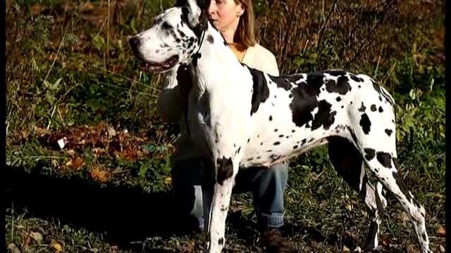 Евангелисту - с днем рождения! смотреть онлайн