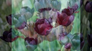 Хорошее  настроение...Tulips Black