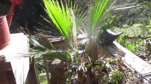 Washingtonia filifera goes through another Winter