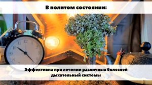 ЦЕТРАРИЯ - лечебные свойства