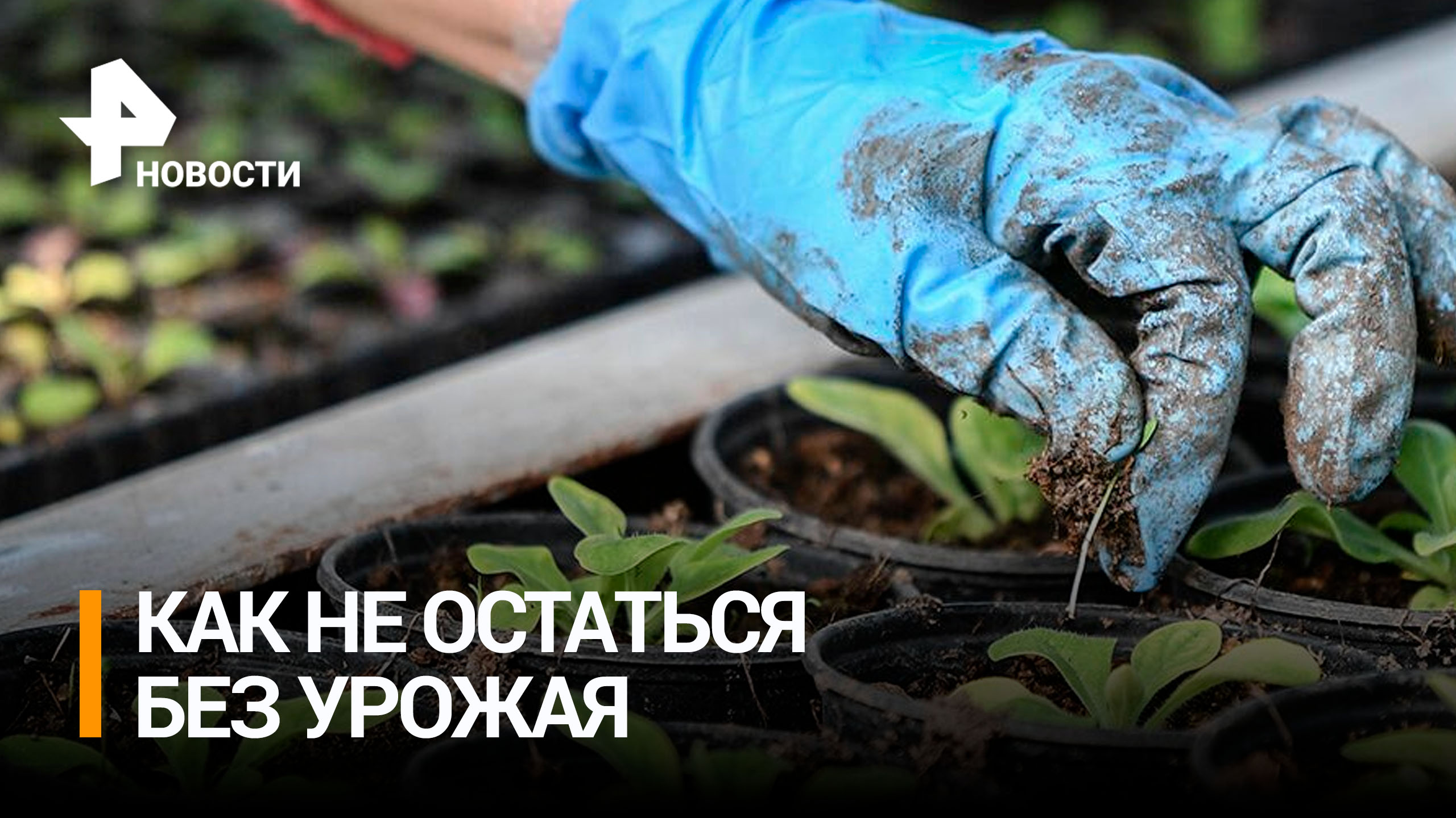 Чье посеешь, то пожнешь: как производители семян наживаются на дачниках / РЕН Новости