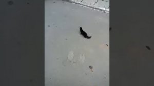 Хорёк против двух кошек и галок)