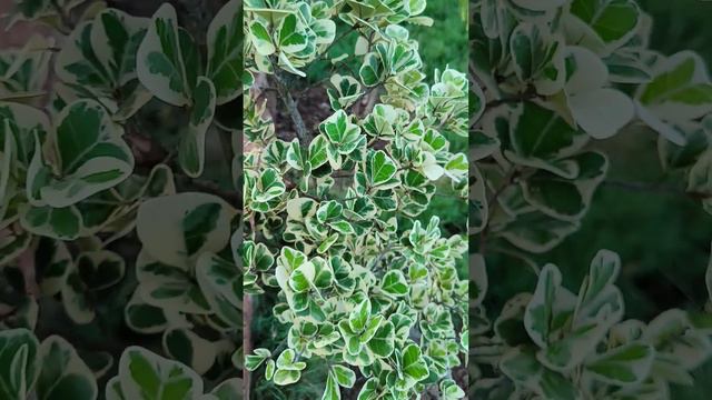 FICUS TRIANGULARIS || Variegated ficus || leaf🍃