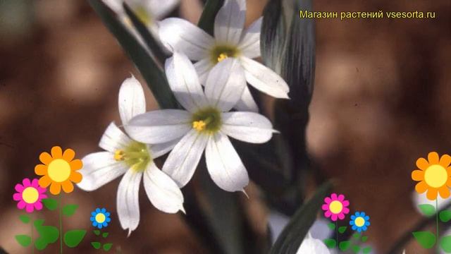 Голубоглазка(Сюсиринхий) узколистная Альбум. Краткий обзор sisyrinchium angustifolium Album