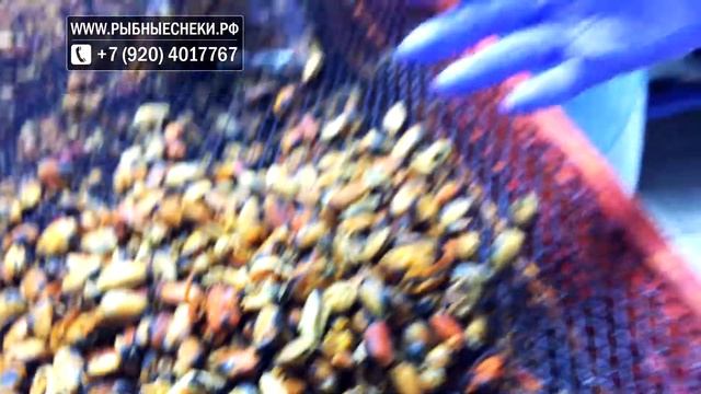 МИДИИ СОЛЕНО СУШЕНЫЕ. РЫБНЫЕСНЕКИ.РФ смотреть онлайн