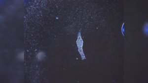 МИКРОКОСМОС - МЕТОД ТЕМНОГО ПОЛЯ | НЕВЕРОЯТНЫЕ КАДРЫ!