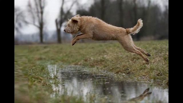 Голландский смаусхонд смотреть онлайн