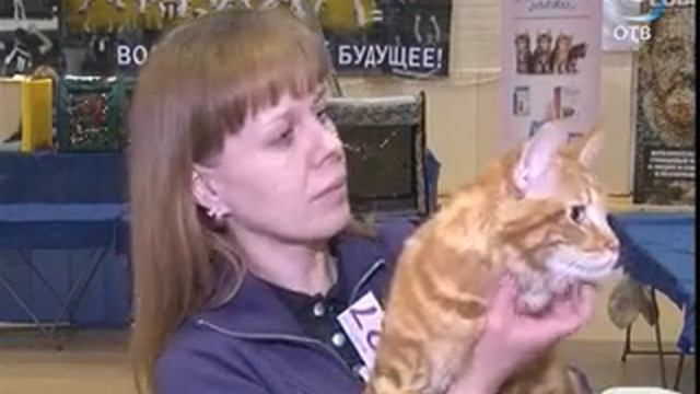Выставка кошек породы мейн-кун прошла в Берёзовском смотреть онлайн