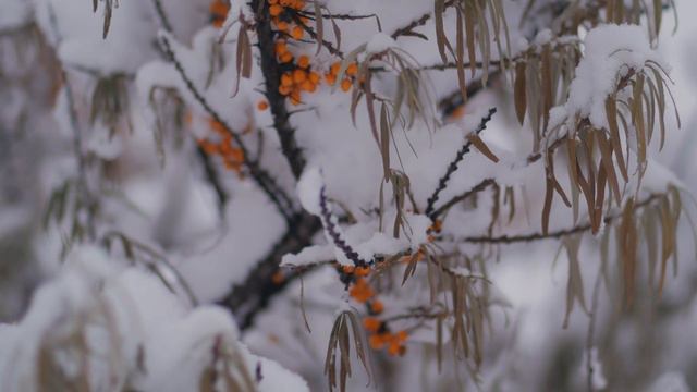 Снег в городе.