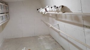 Ижевские высоколётные голуби 19.01.2021