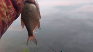 Фидерная ловля на Минском море. Ночная рыбалка на Заславском водохранилище.