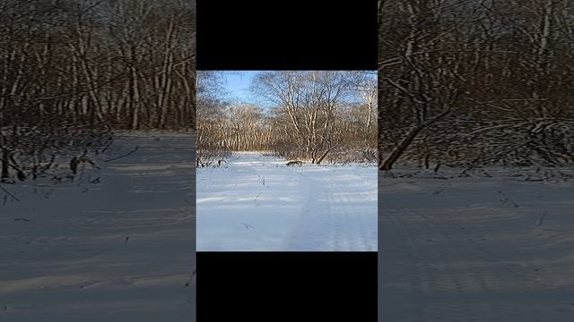 Зимняя собачка #Shorts
