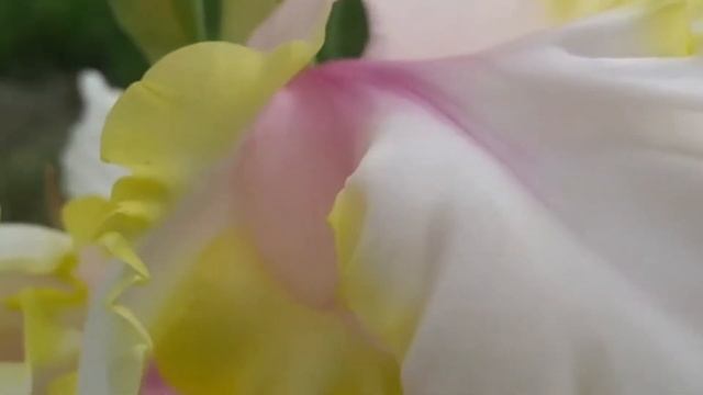 Гладиолус сорт Миг Удачи.Gladiolus varieties Mig Luck. смотреть онлайн