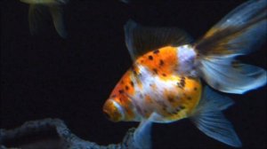 Золотая рыбка. Ситцевый телескоп. ТИГР