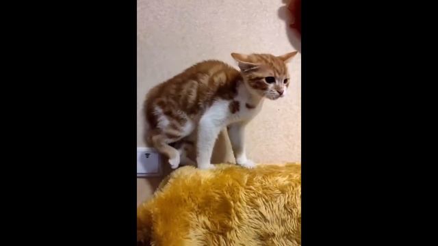 Коты 2022 смешные котики. Приколы с котами до слез. Funny cats tiktok 2022-2021 смотреть онлайн