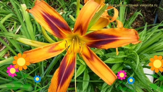 Лилейник гибридный Тайгер Спадер. Краткий обзор, описание hemerocallis hybrida Tigereye Spider смотреть онлайн