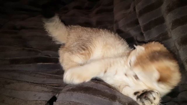 Золотая шиншилла кошечка фолд