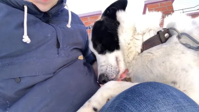 Наставления моим собакенам перед дальней поездкой✈️?❤️ смотреть онлайн