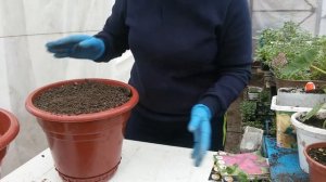 Теплица . Посадка гладиолусов в горшки.