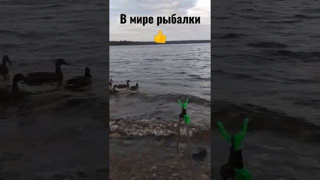 В мире рыбалки!  Река Вуокса! Фидер и донка! Fishing world! ? #Shorts