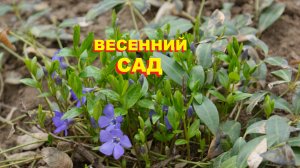 В моём саду. Весенний сад в начале апреля