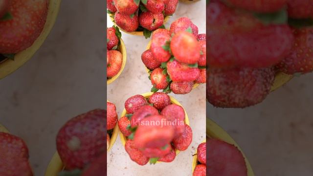 महाबलेश्वर की Strawberry क्यों हैं ख़ास, जानिए  Progressive Farmer बशीर डांगे से | Maharashtra | KO