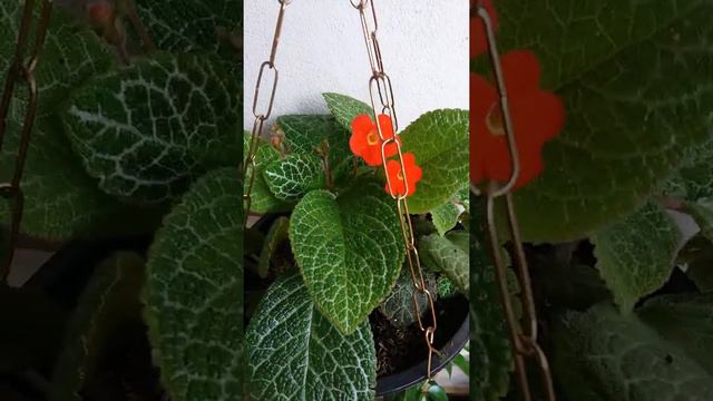 Minhas Epíscias ou Laço de Amor. Flores e Folhagens смотреть онлайн