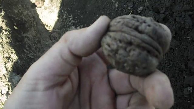 весенняя  посадка грецкого  ореха-сорт  великан,апрель2018.