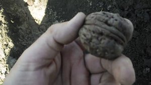 весенняя  посадка грецкого  ореха-сорт  великан,апрель2018.