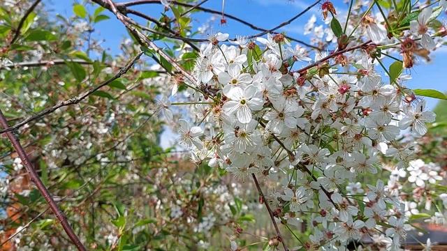Цветущая вишня в саду. Цветёт под весёлую песню) смотреть онлайн