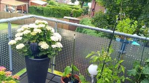 Германия шашлык