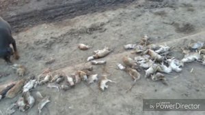 охота.ягдтерьер.yagdterrier hunting 100 крыс за десять минут