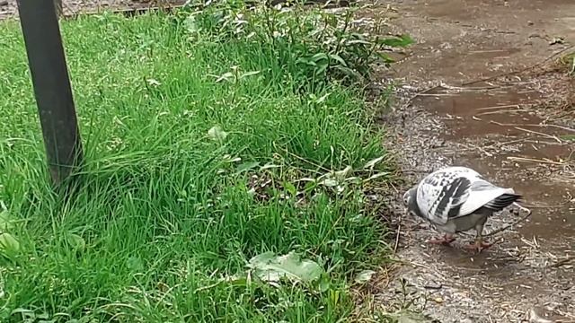 помогите найти хозяина окольцованный голубь смотреть онлайн