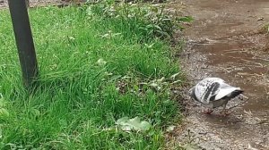 помогите найти хозяина окольцованный голубь