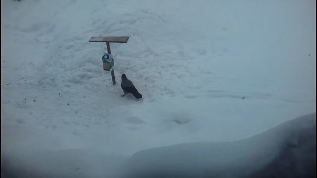 Птички и кормушки смотреть онлайн