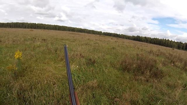 Охота с английским пойнтером. Серая куропатка. English pointer hunting. смотреть онлайн
