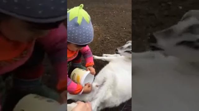 Как девочка доит козу,смотреть всем смотреть онлайн